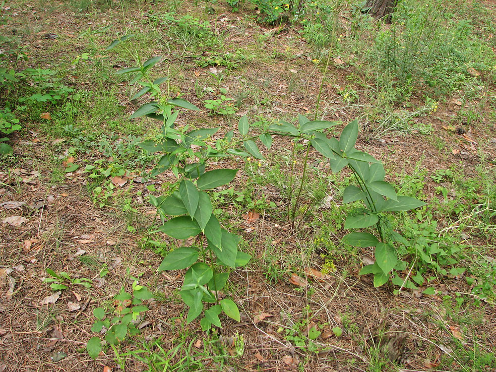 Image of Vincetoxicum scandens specimen.
