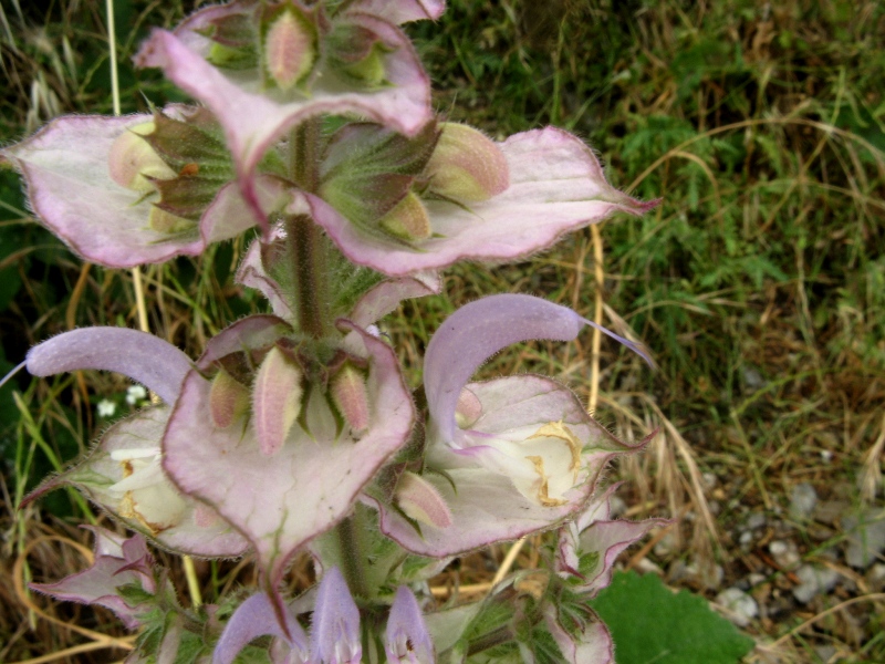 Image of Salvia sclarea specimen.