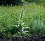 Verbascum densiflorum. Молодое растение. Воронежская обл., Павловский р-н, окр. с. Михайловка (Шипов лес). 18.06.2011.