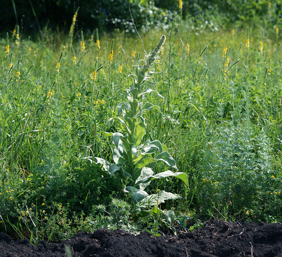 Image of Verbascum densiflorum specimen.