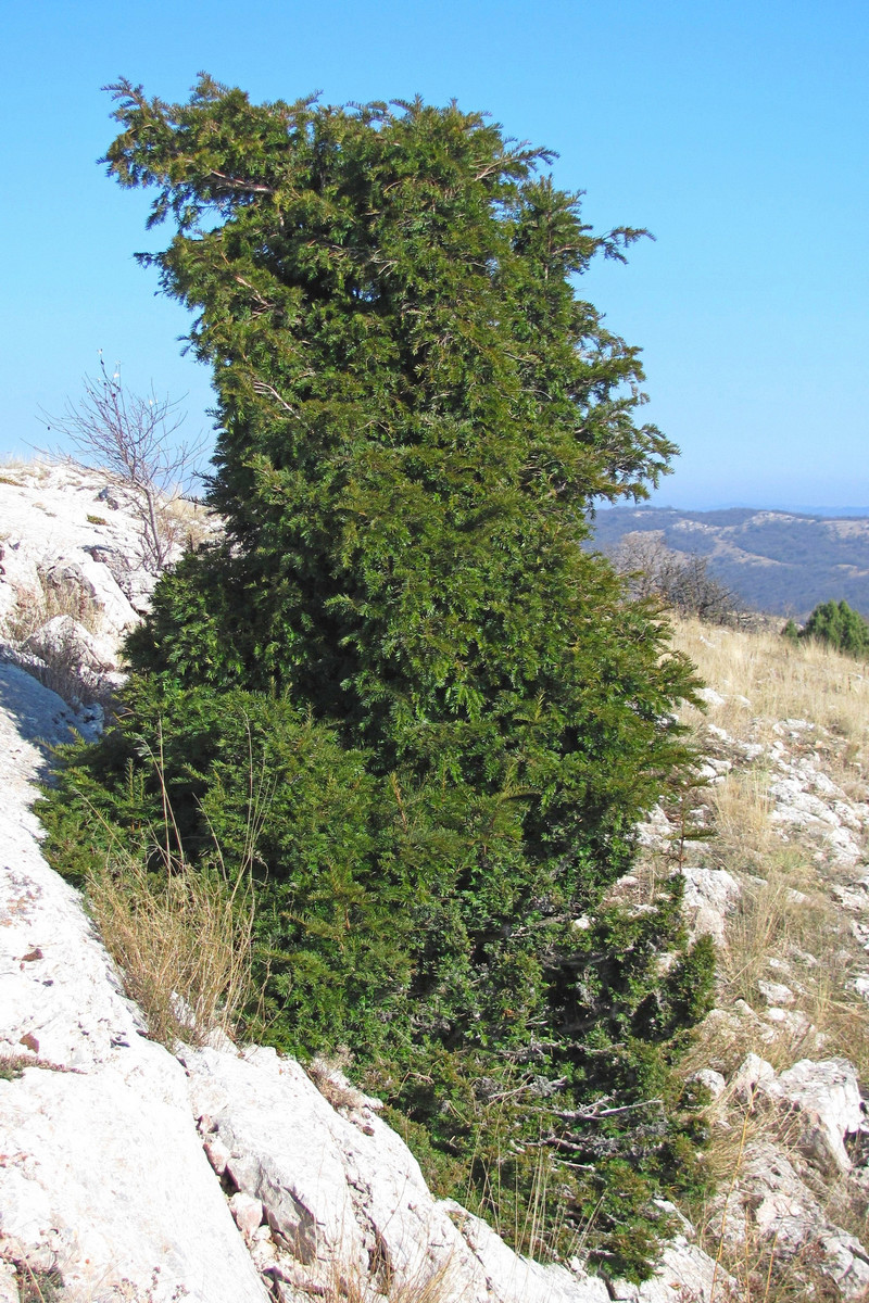 Изображение особи Taxus baccata.