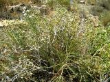 Acanthophyllum mucronatum. Цветущее растение. Копетдаг, Чули. Июнь 2011 г.