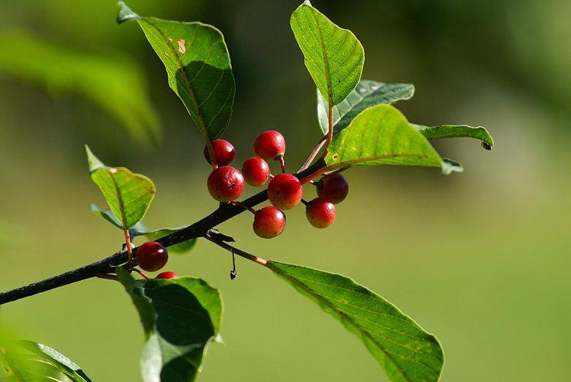 Изображение особи Frangula alnus.