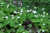 Anemone udensis