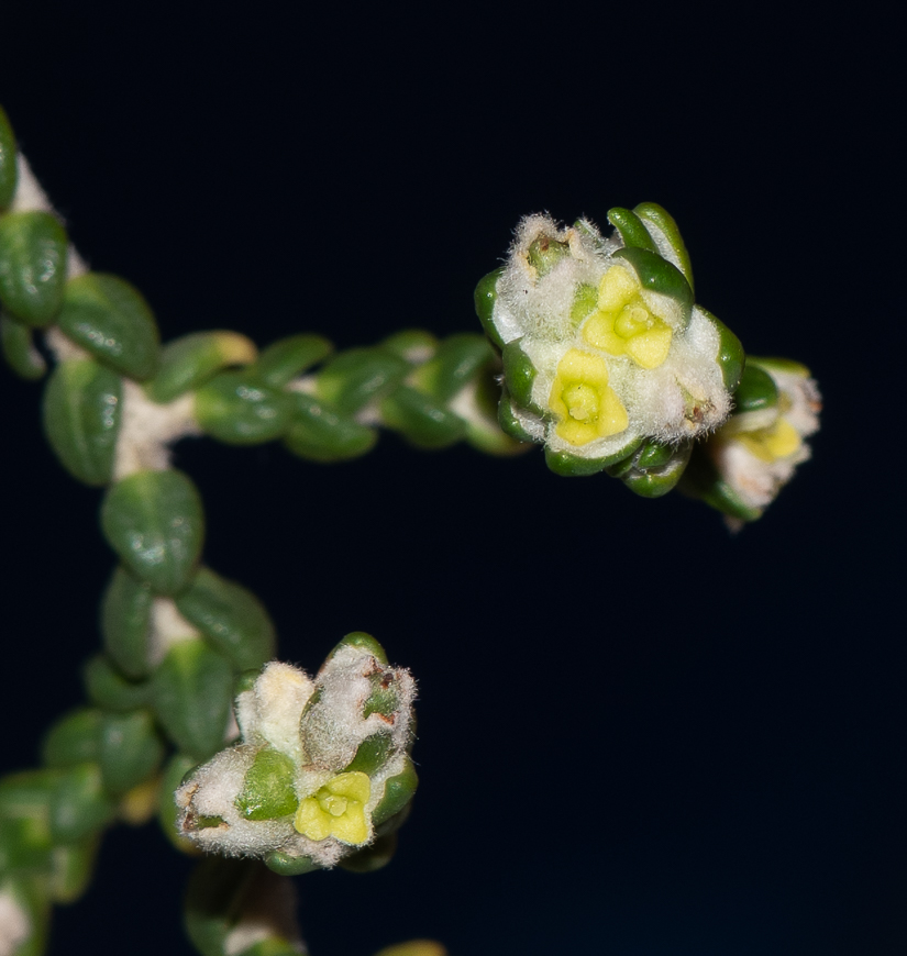 Image of Thymelaea hirsuta specimen.