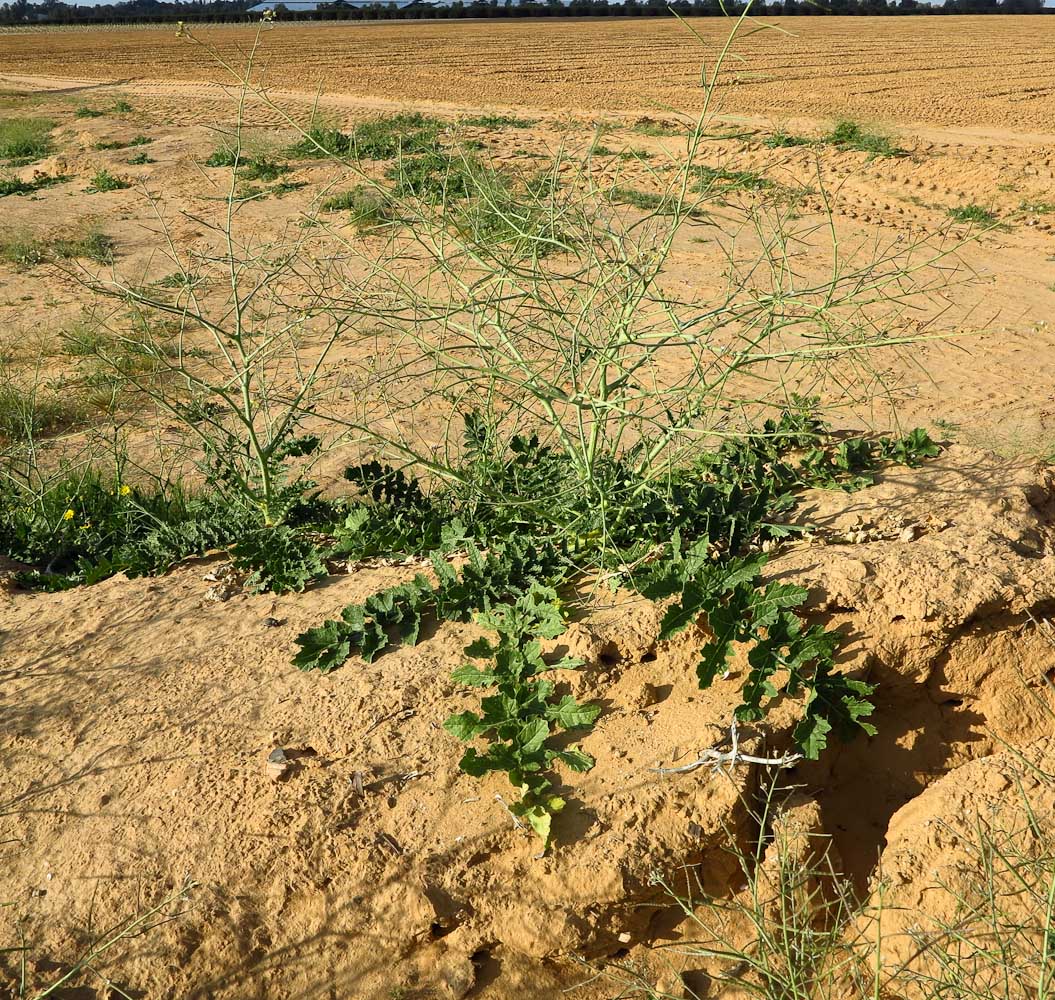 Изображение особи Brassica sisymbrioides.