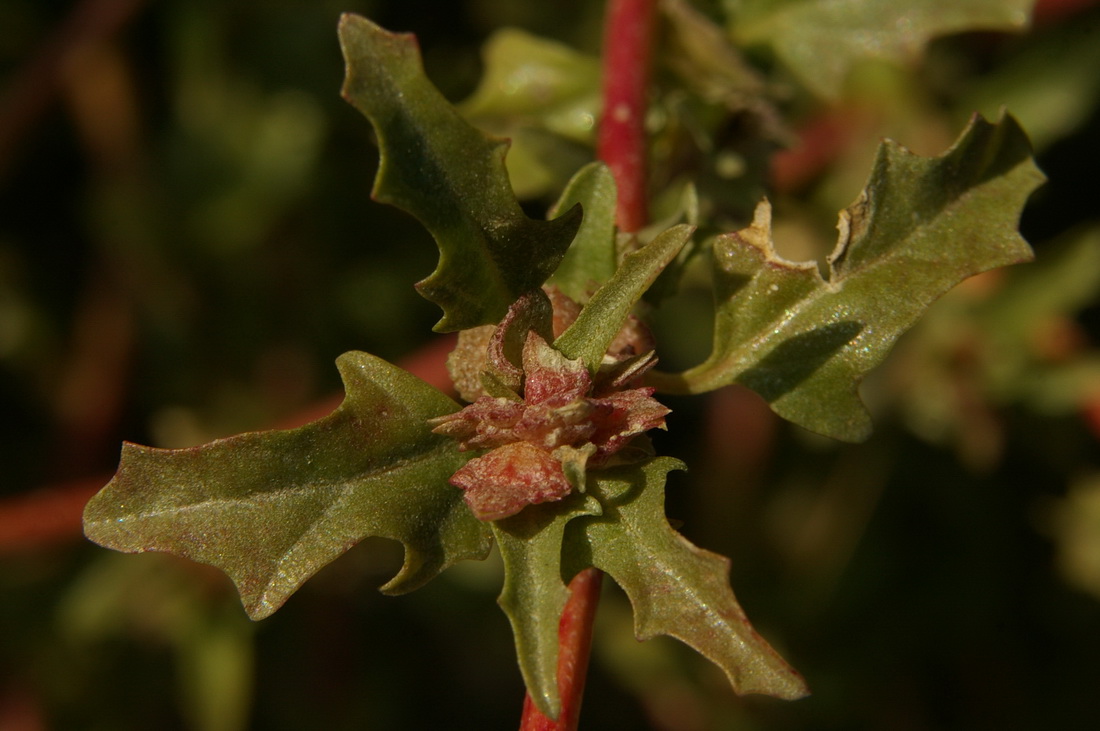 Image of Atriplex tatarica specimen.