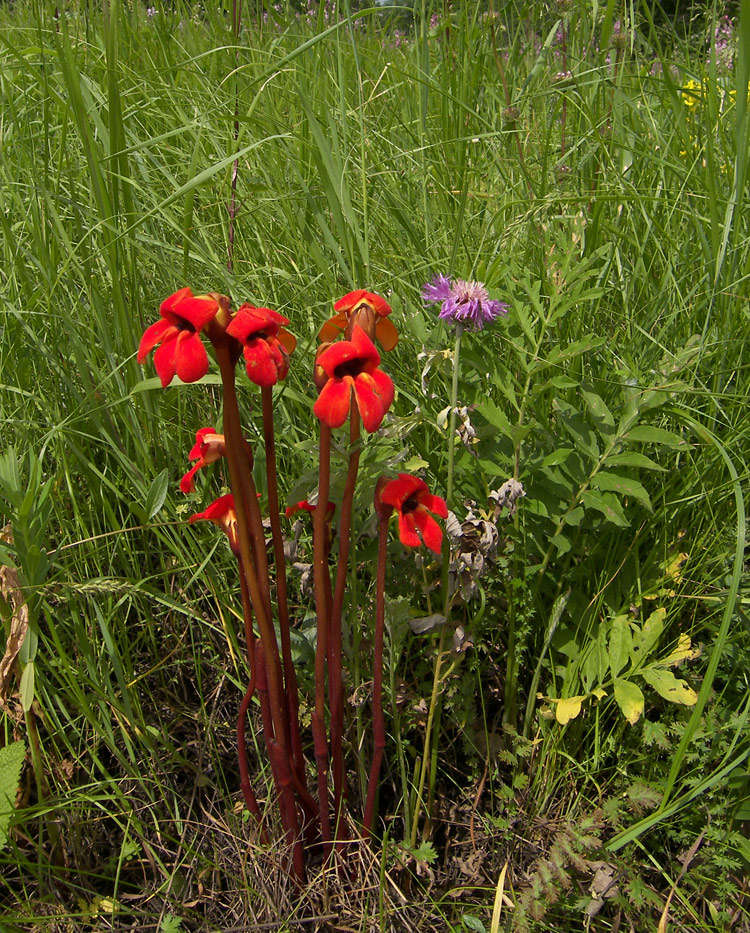 Изображение особи Phelypaea coccinea.