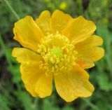 Papaver rubro-aurantiacum. Цветок. Читинская обл., окр. с. Нерчинский Завод. 31.07.2011.