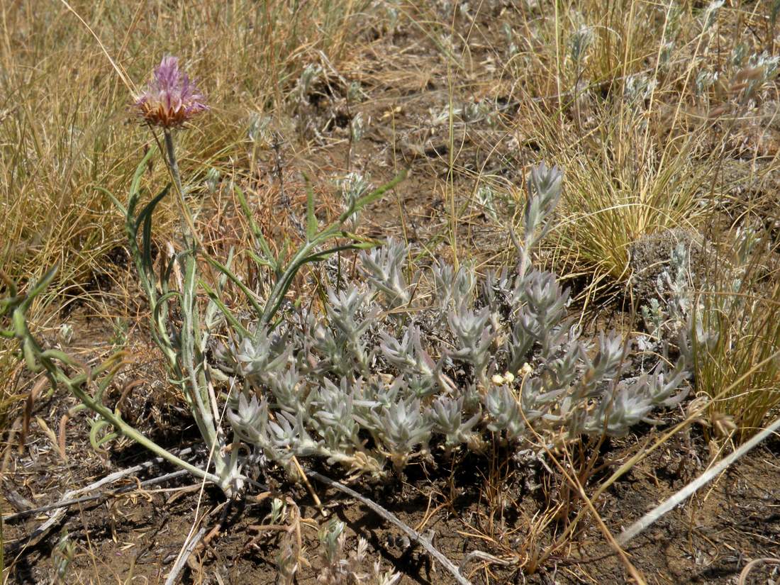 Image of Jurinea cyanoides specimen.