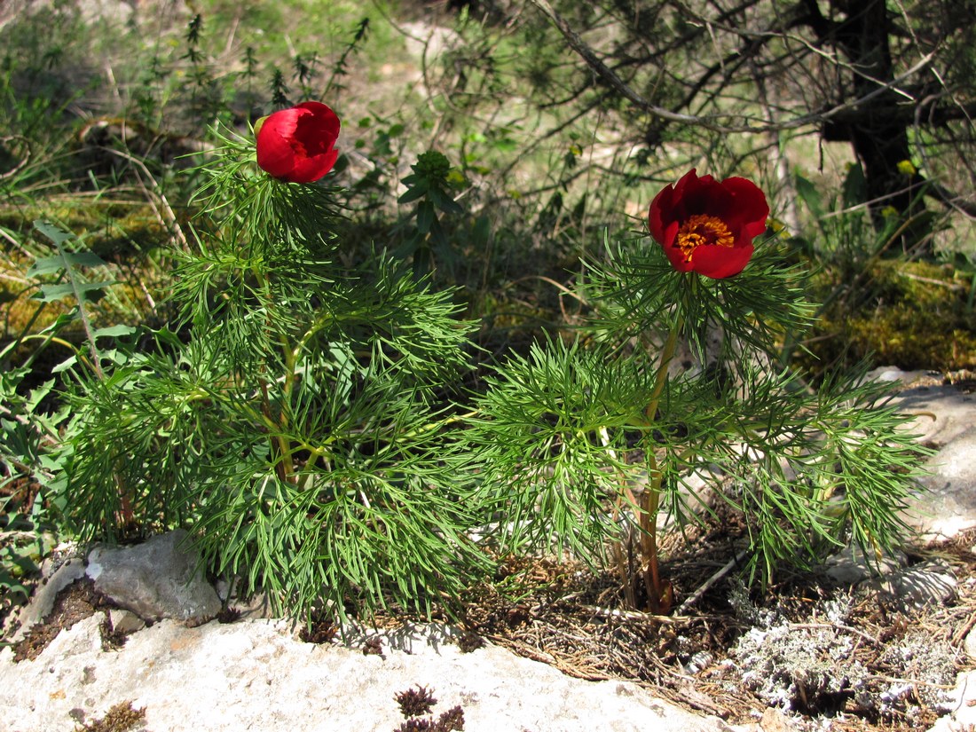 Image of Paeonia tenuifolia specimen.