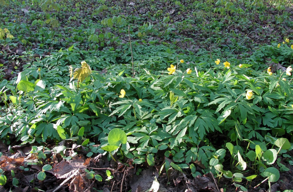 Image of Anemone ranunculoides specimen.