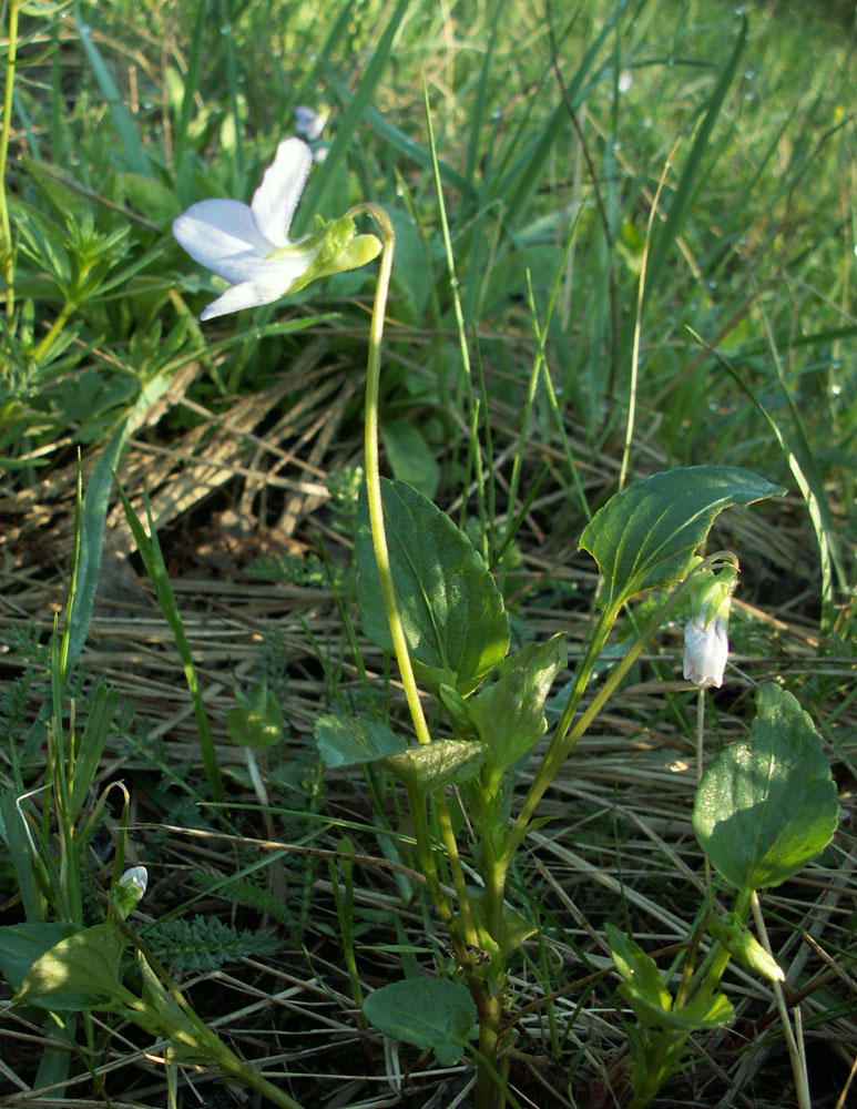 Image of Viola canina specimen.