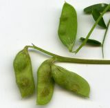 Vicia hirsuta. Незрелые бобы. Курская обл., г. Железногорск. 17 июля 2007 г.
