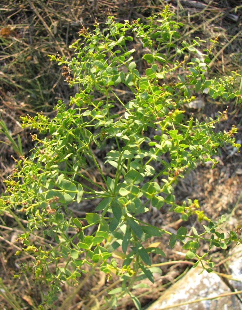 Изображение особи Euphorbia seguieriana.