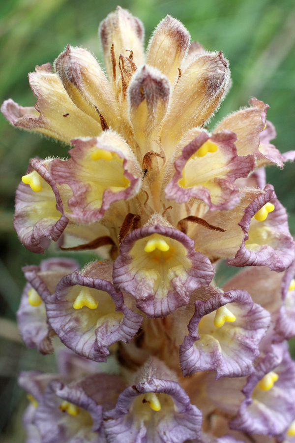 Image of Orobanche gigantea specimen.