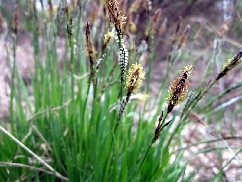 Изображение особи Carex cespitosa.