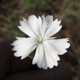 Dianthus platyodon