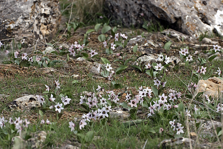 Изображение особи Rhinopetalum stenantherum.