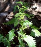 Urtica urens