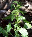 Urtica urens. Верхушка плодоносящего растения. Курская обл., Железногорский р-н, с. Карманово, руч. Суслов. 22 июля 2007 г.