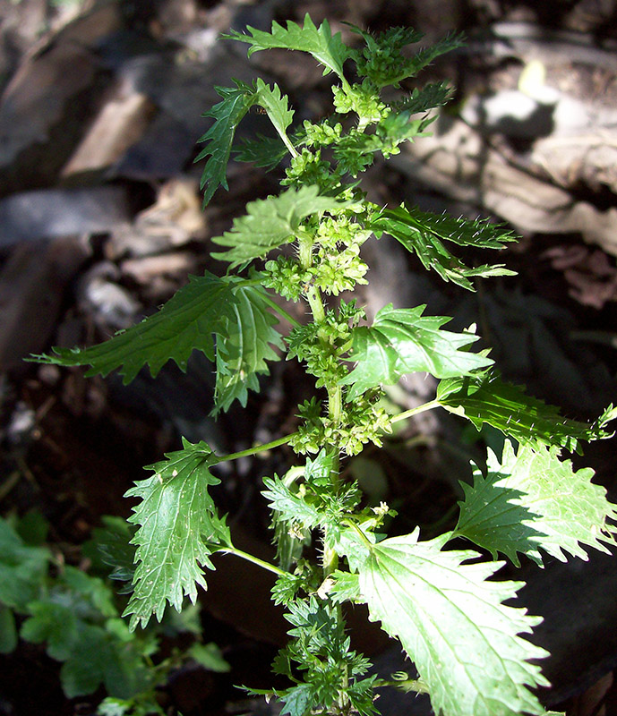 Виды крапивы жгучей. Urtica urens. Urtica morifolia. Крапива жгучая. Крапива жгучая фото.