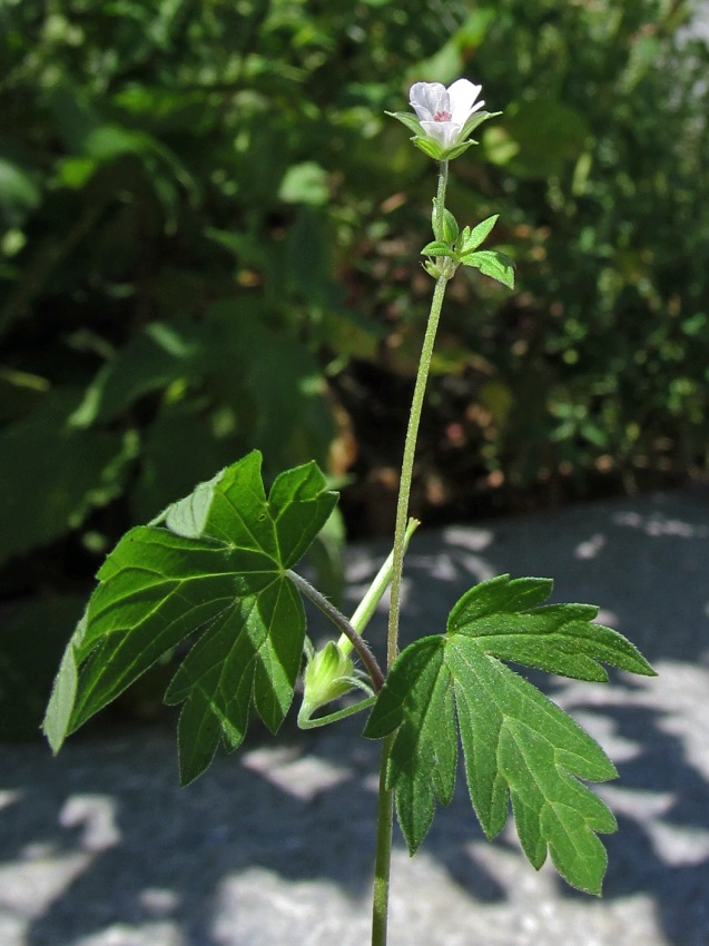 Изображение особи Geranium sibiricum.