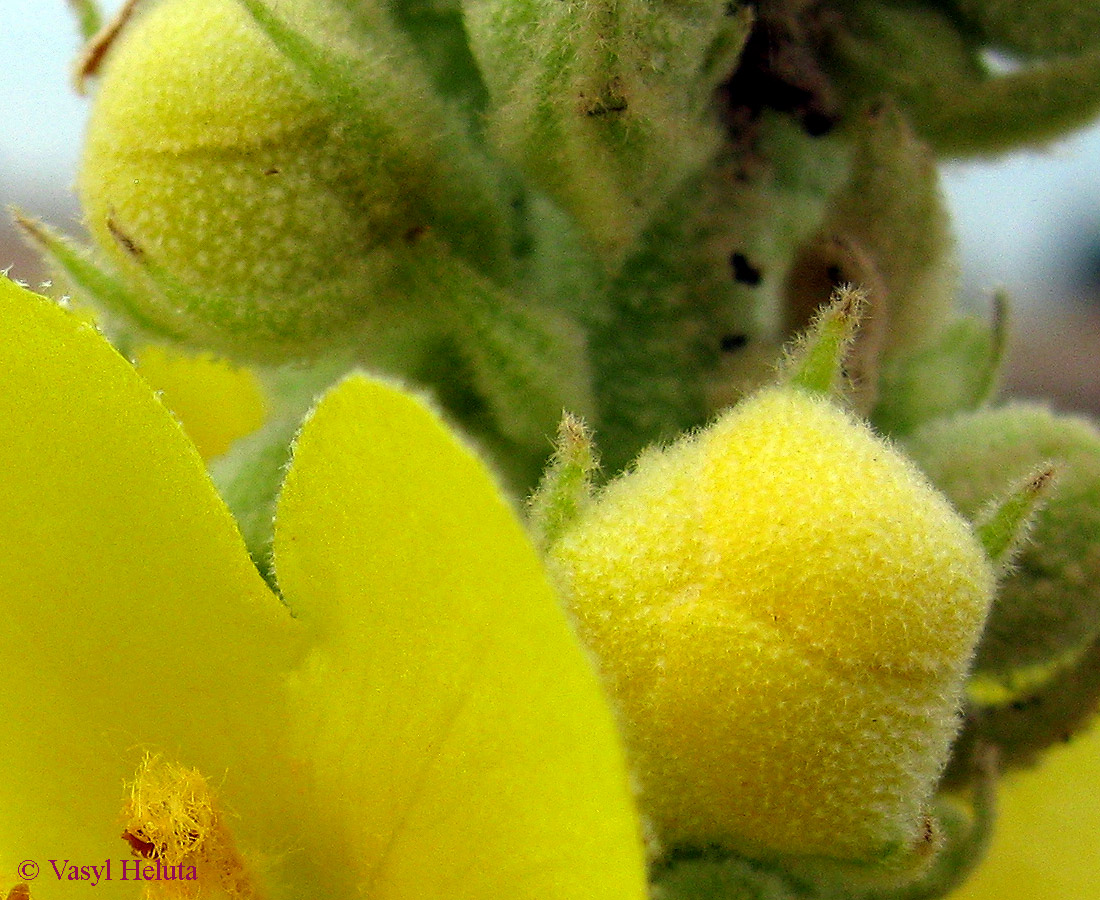 Изображение особи Verbascum densiflorum.