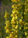 Verbascum laxum