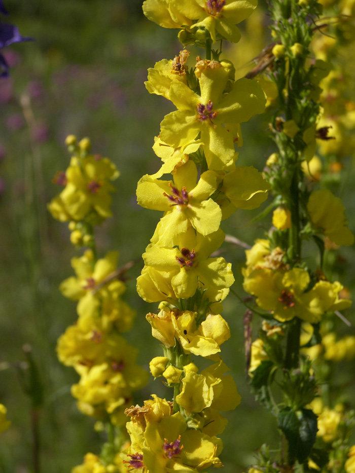 Image of Verbascum laxum specimen.