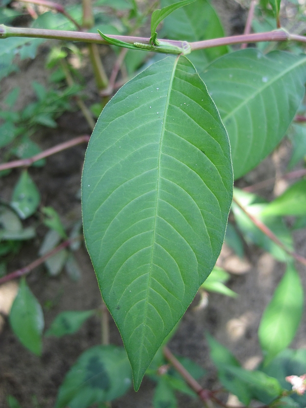 Image of Persicaria lapathifolia specimen.