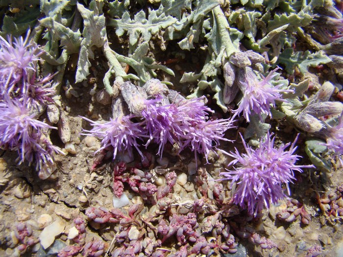 Image of Saussurea famintziniana specimen.