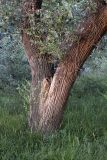Populus pruinosa. Основания стволов взрослого дерева. Южный Казахстан, правобережье Сыр-Дарьи выше устья Арыси. 26.05.2012.