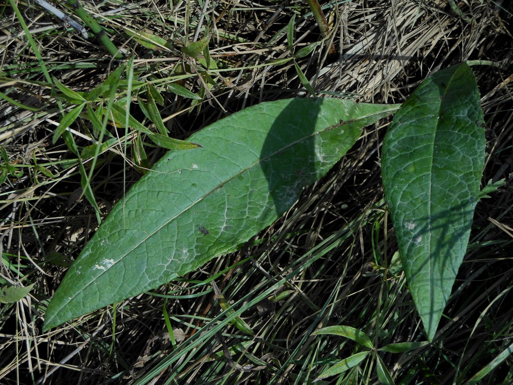 Изображение особи Saussurea amurensis.