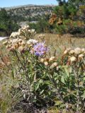 Aster bessarabicus