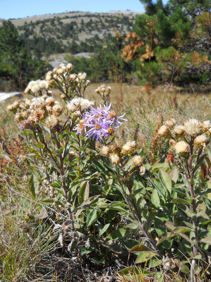 Image of Aster bessarabicus specimen.