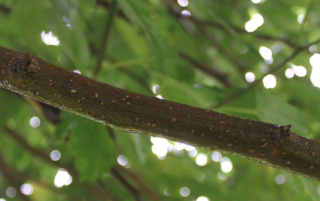 Image of genus Morus specimen.