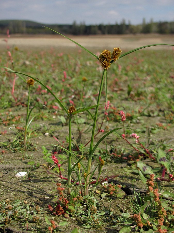 Изображение особи Cyperus glomeratus.