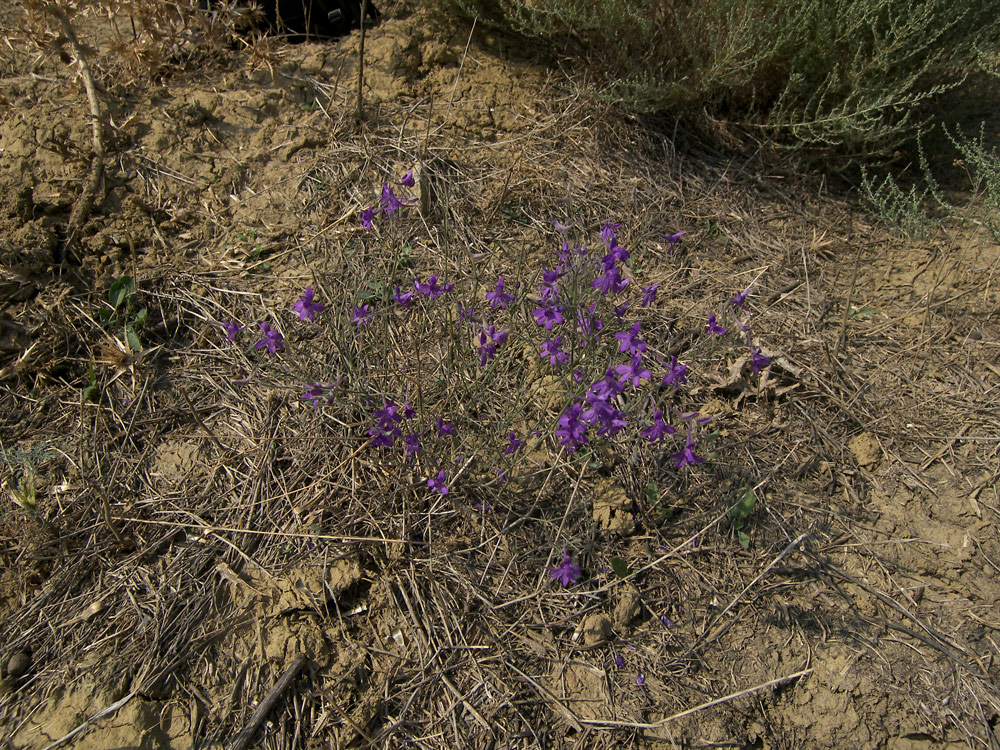 Image of Delphinium paniculatum specimen.