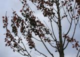 Acer rubrum