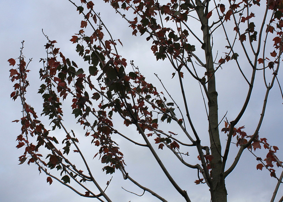 Image of Acer rubrum specimen.