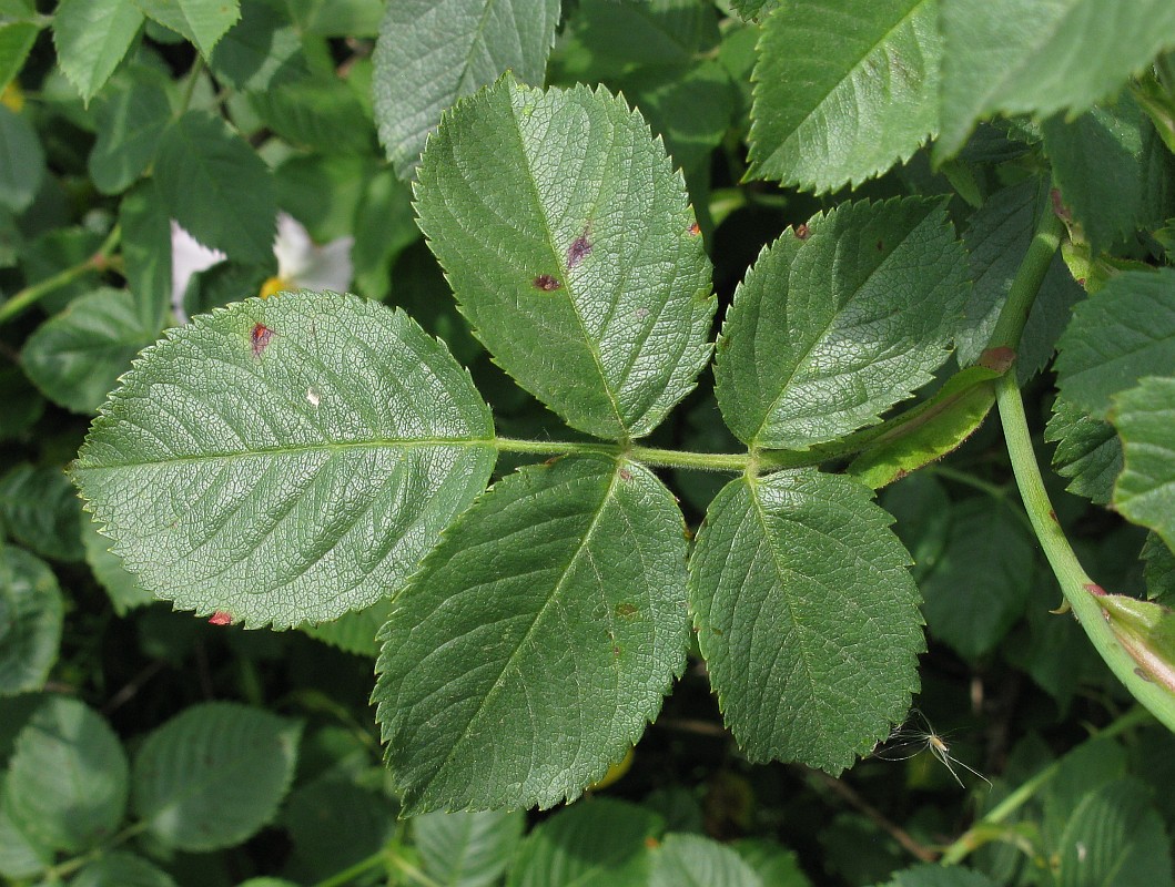 Image of Rosa uncinella specimen.