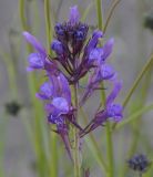 Linaria pelisseriana