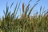 Typha × glauca. Верхушки побегов с соплодием. Ростовская обл., Неклиновский р-н, Большенеклиновское с/п, дол. р. Сарматская, берег реки. 22.08.2012.