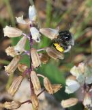 Bellevalia flexuosa. Часть соцветия с самкой Anthophora sp. Israel, Mount Carmel, Shajarat Al Arba'in. 13.03.2011.