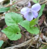 Viola selkirkii