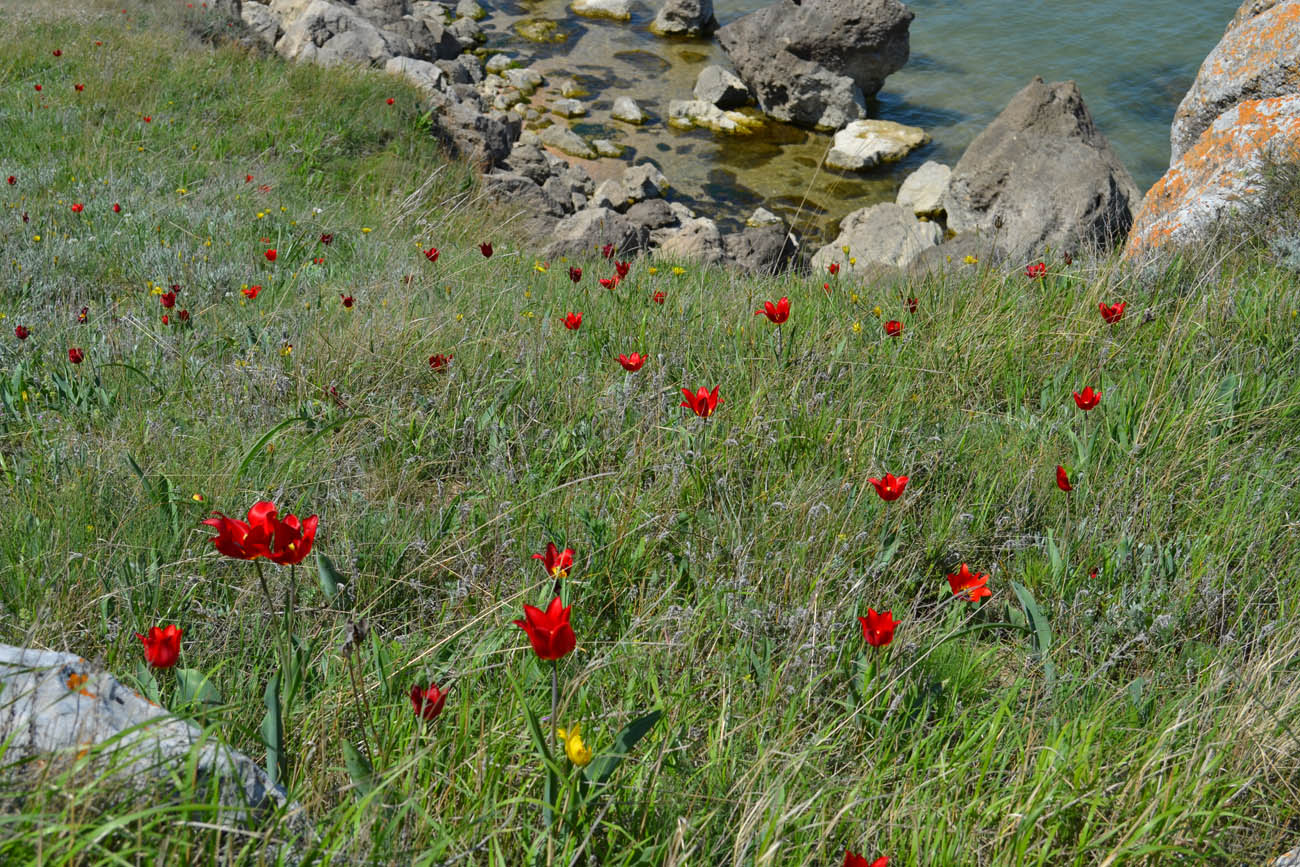 Изображение особи Tulipa suaveolens.