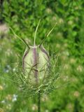 Nigella damascena. Незрелый плод-коробочка. Украина, г. Запорожье, Запорожский детский ботанический сад. 19.06.2009.