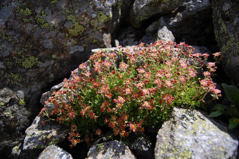 Image of Saxifraga moschata specimen.