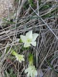 Gentiana oschtenica